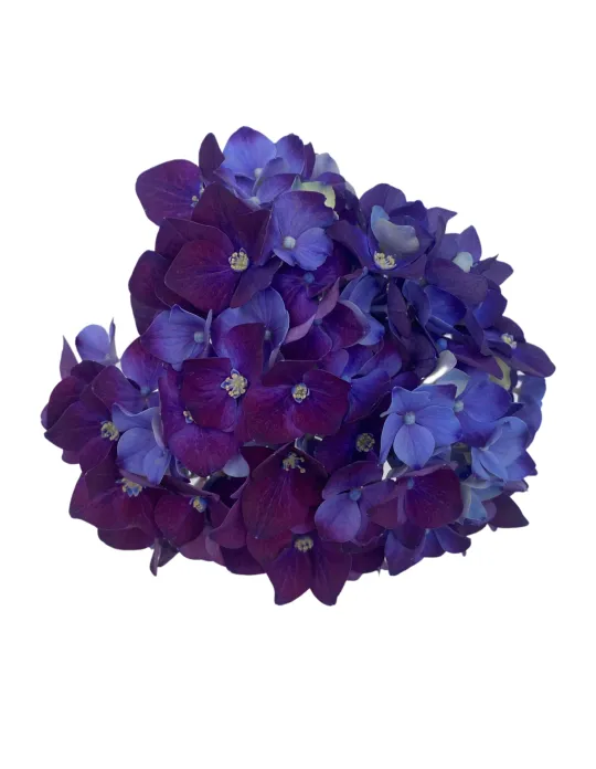 One Floral | Purple Romance™